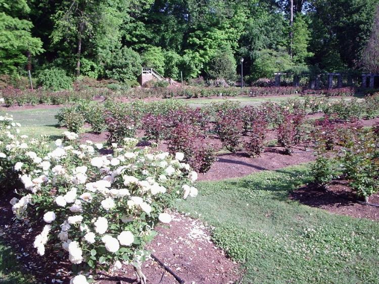 Rose Garden 05 2008 01
