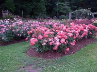 06 Rose Garden in June
