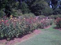 09 Rose Garden in September