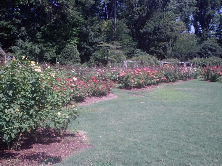Rose Garden 09 2008 02